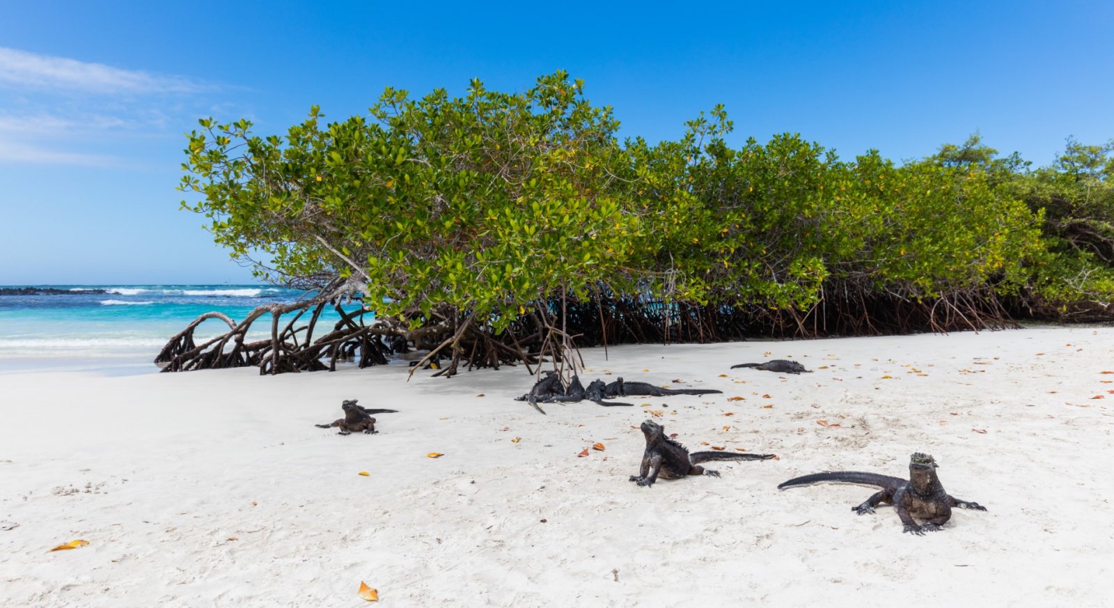 Tortuga Bay in the Galapagos Islands