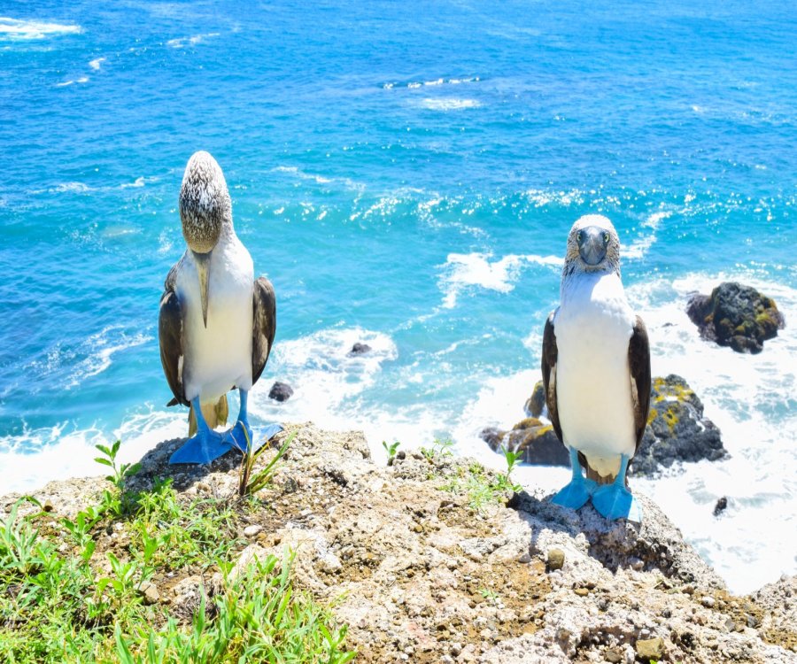Tour Isla de la Plata en Puerto López
