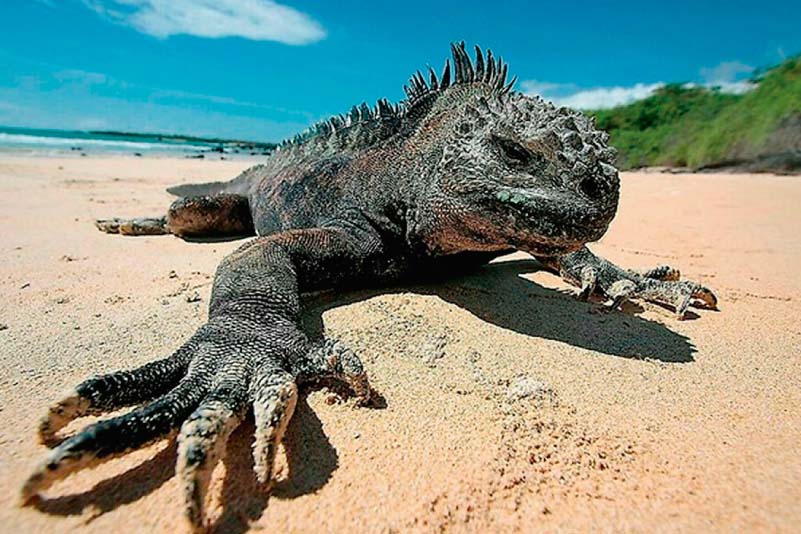 Islas Galápagos - Ecuador