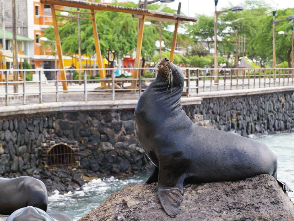 Lobo Marino Islas Galápagos