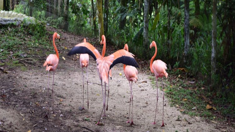 Zoológico El Edén