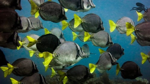 Diving In Salango's Island